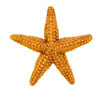 Star fish.jpg
